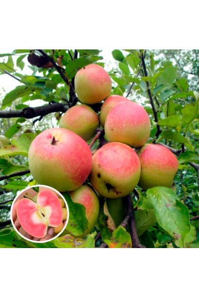 Гілка яблуні Хідден Роуз із плодами в саду